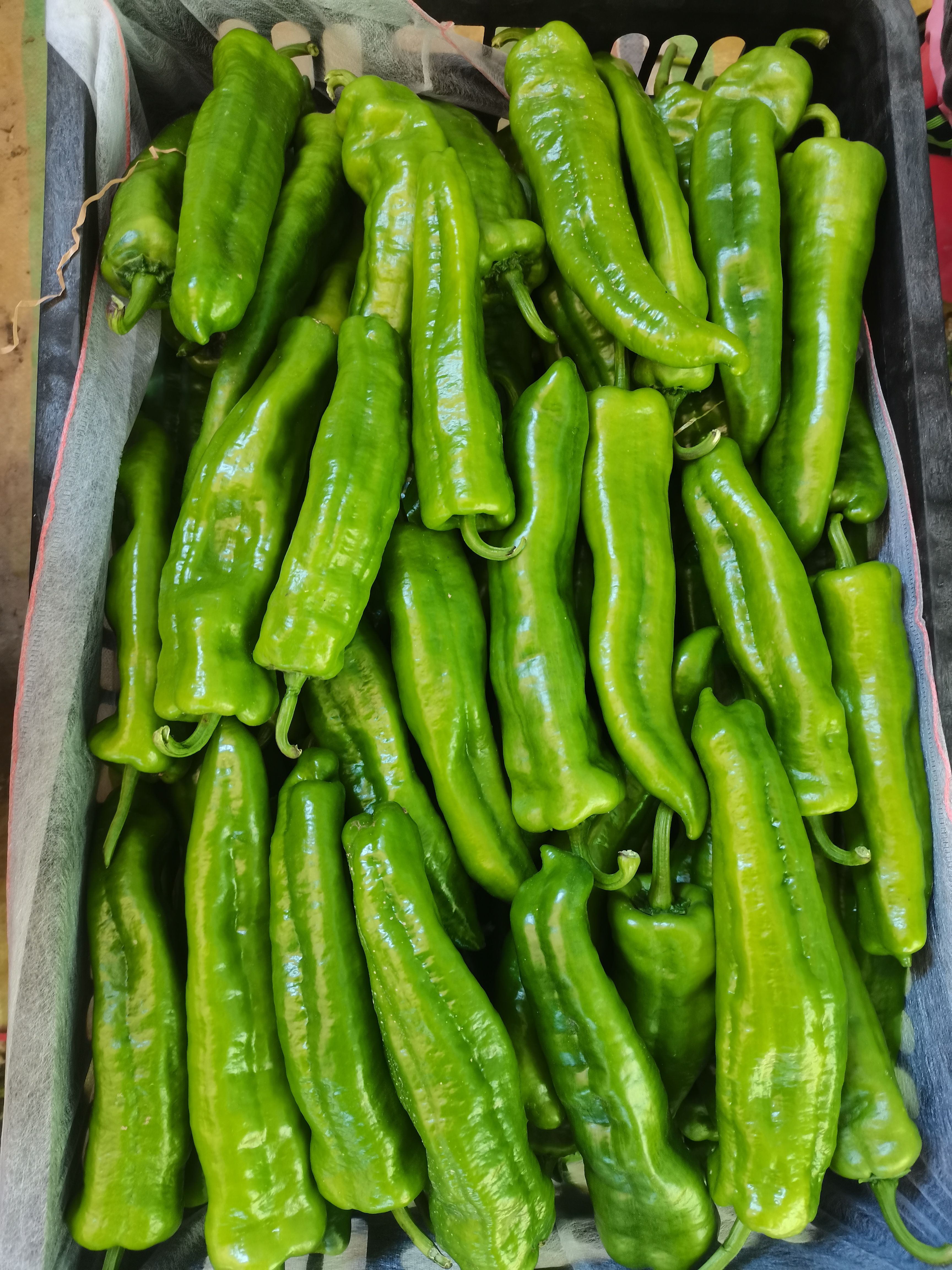 辣椒 301辣椒 厚皮辣椒 青椒