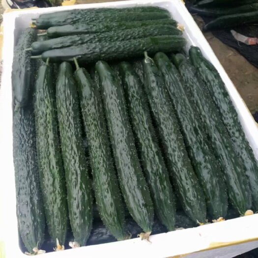 镇宁县直条黄瓜直产地！大量供应中！品质保证