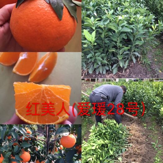 玉环市红美人，爱媛28号嫁接柑橘苗