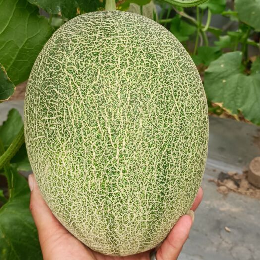 兰考县哈密瓜一级货高糖分