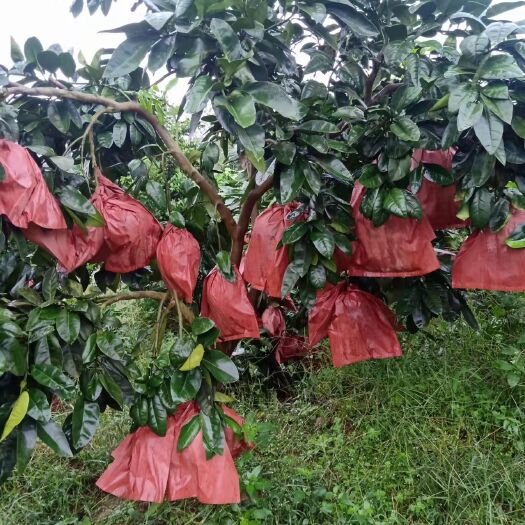 红心蜜柚,三红蜜柚