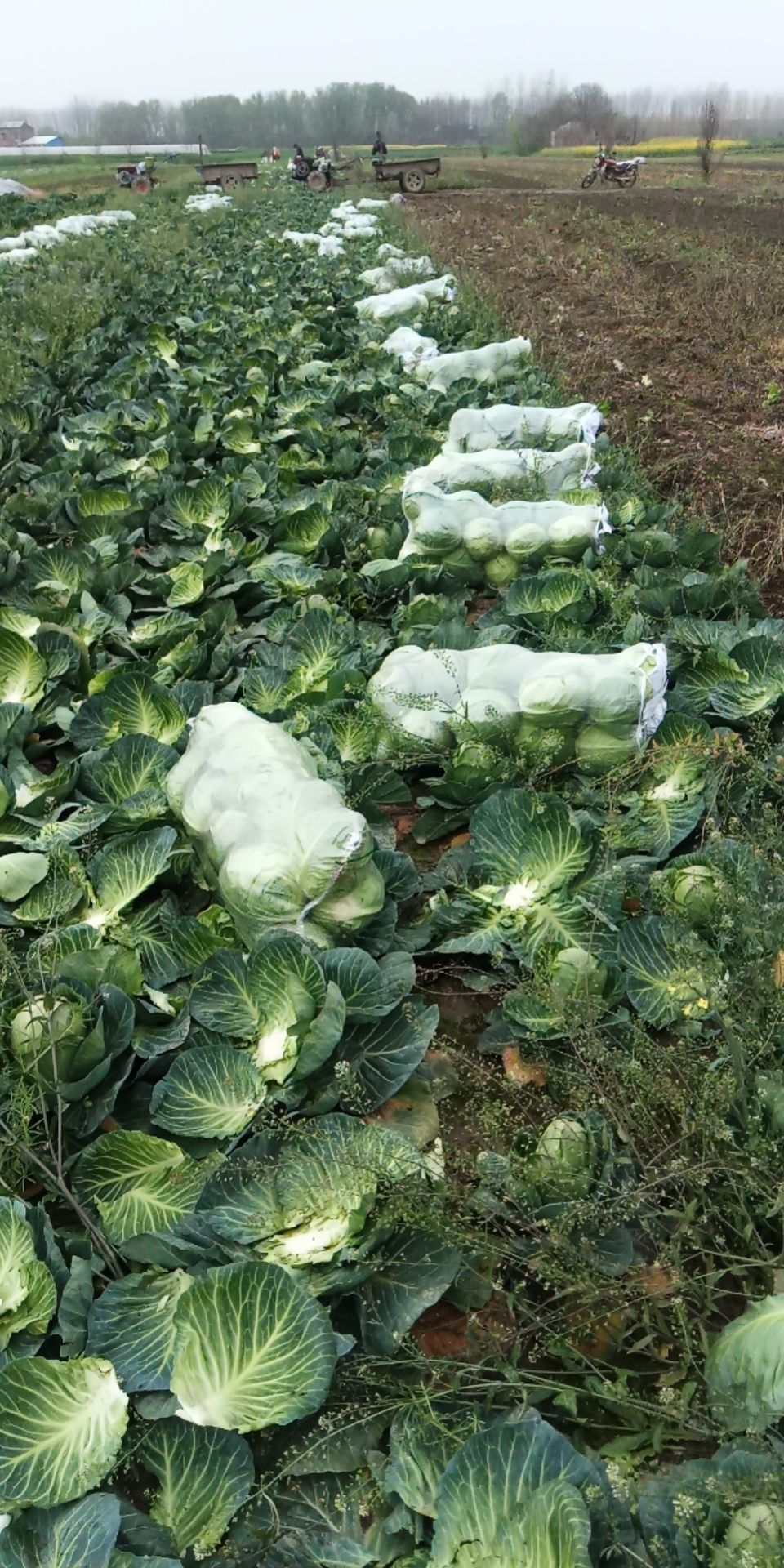 甘蓝包菜圆包菜大量上市了，产地直发，支持全国发货