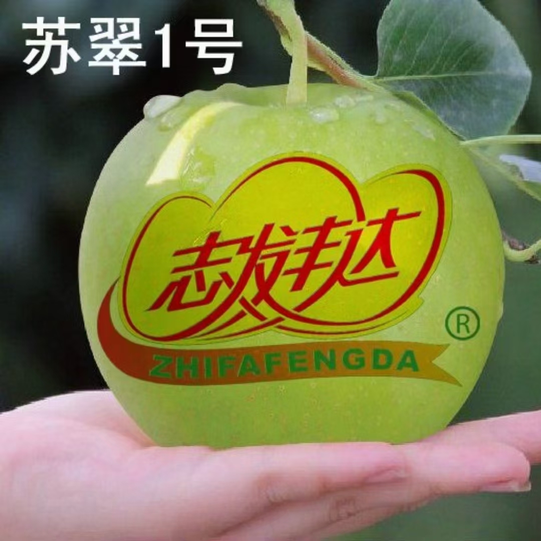 北京北方豐達種業(yè)蘇翠早熟梨