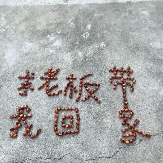 长阳县大山里的栗