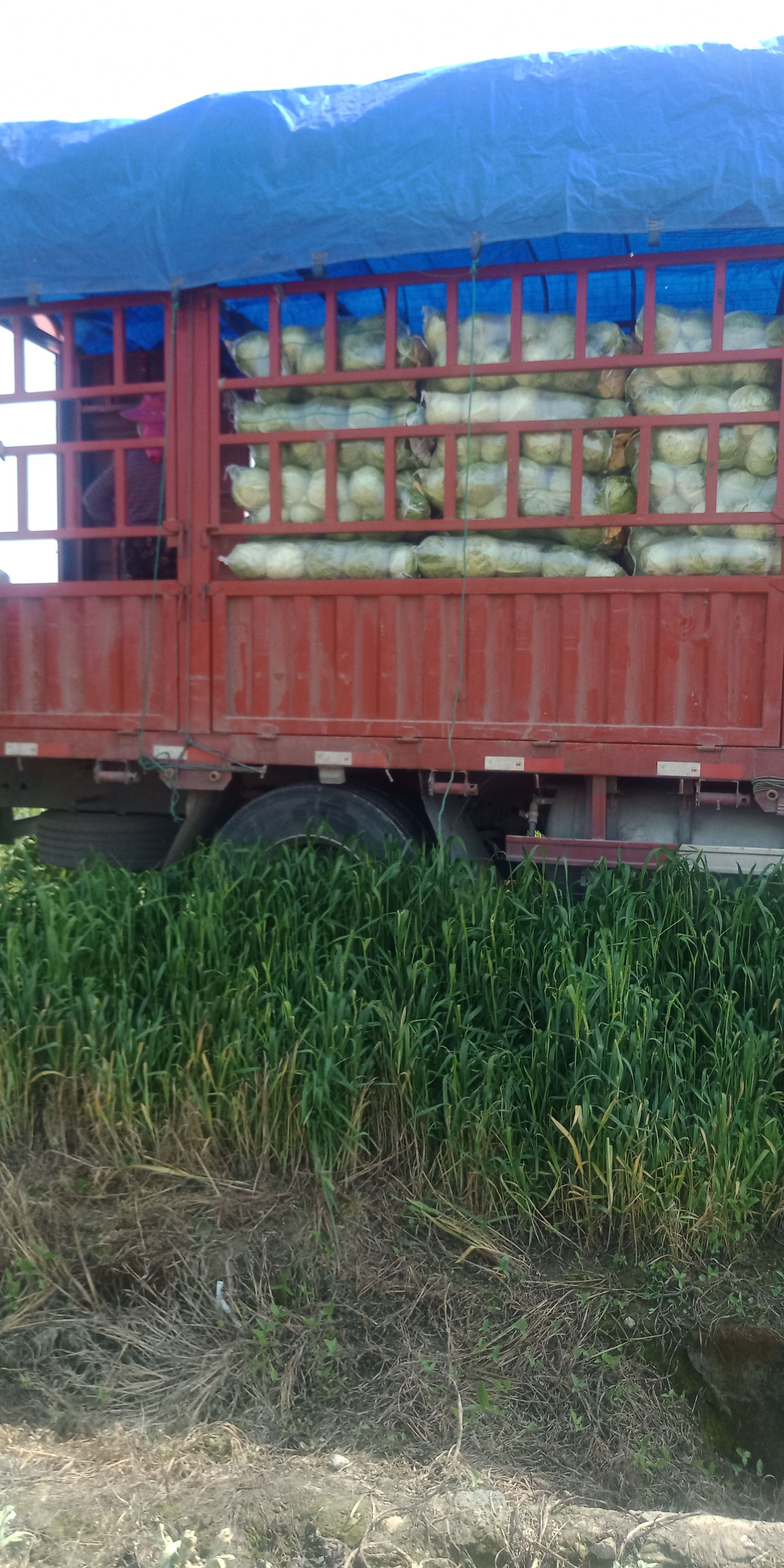 甘蓝包菜圆包菜大量上市了，产地直发，支持全国发货