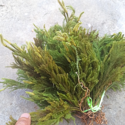 纳雍县直立申筋草 自然晒干伸筋草 石松 立筋草 舒筋草 伸筋草