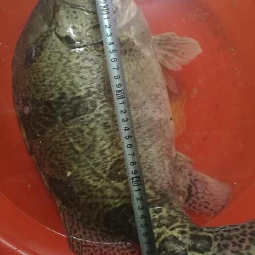 广州大鳜鱼5-15近