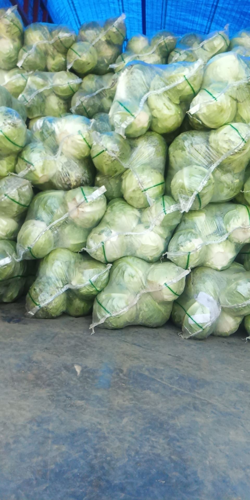 甘蓝包菜圆包菜大量上市了，产地直发，支持全国发货