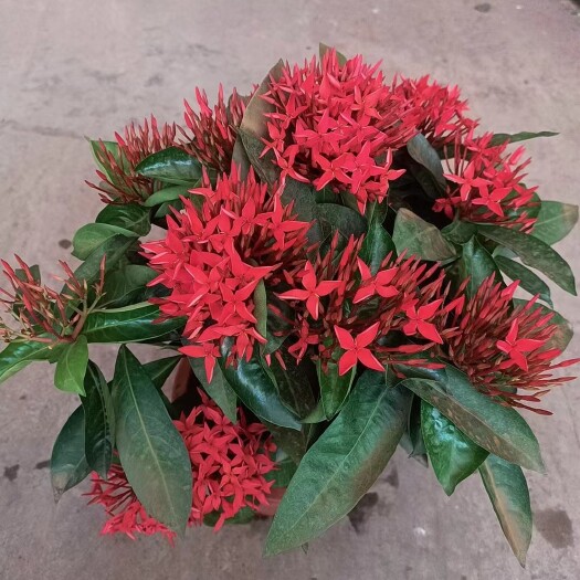 龙船花（广州）基地自产自销产品好服务好全国一件代发物美价廉廉