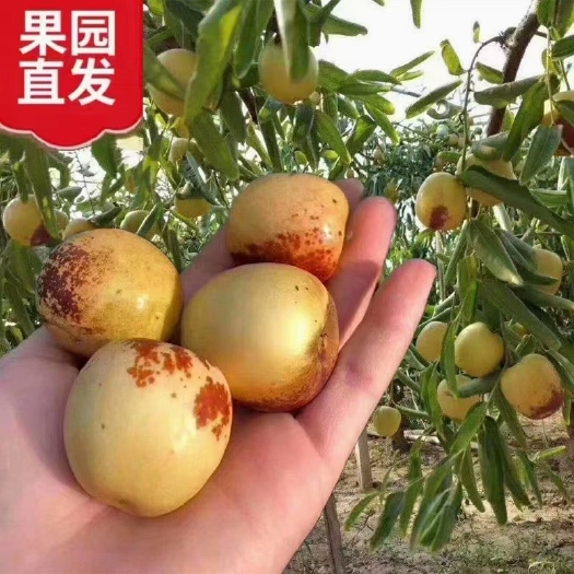 滨州【原产地】冬枣现摘现发新鲜口感皮薄肉脆5斤装正 宗沾化冬枣