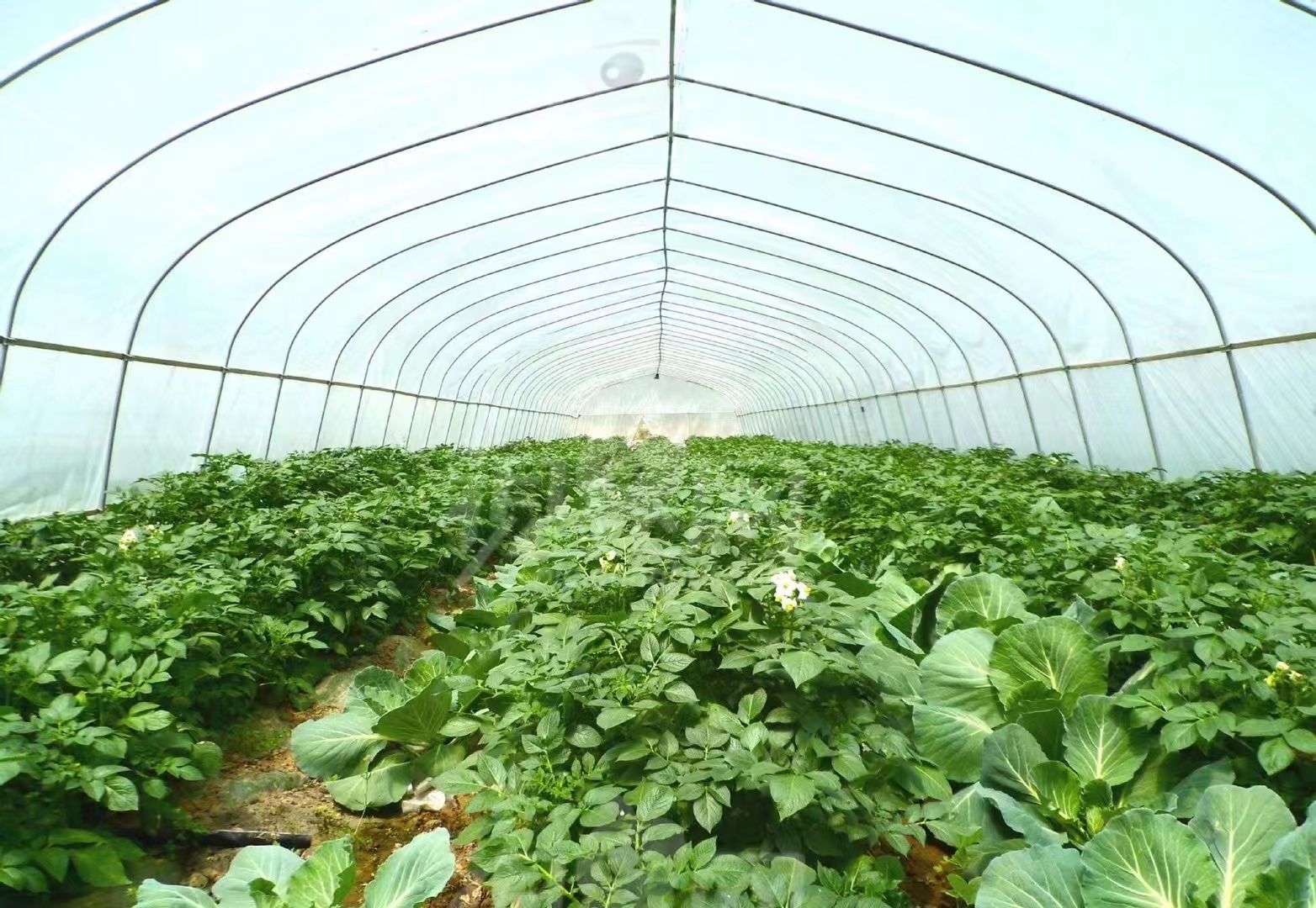 厂家直销大棚钢管热镀锌钢管养殖种植大棚钢管大棚定制钢管定制