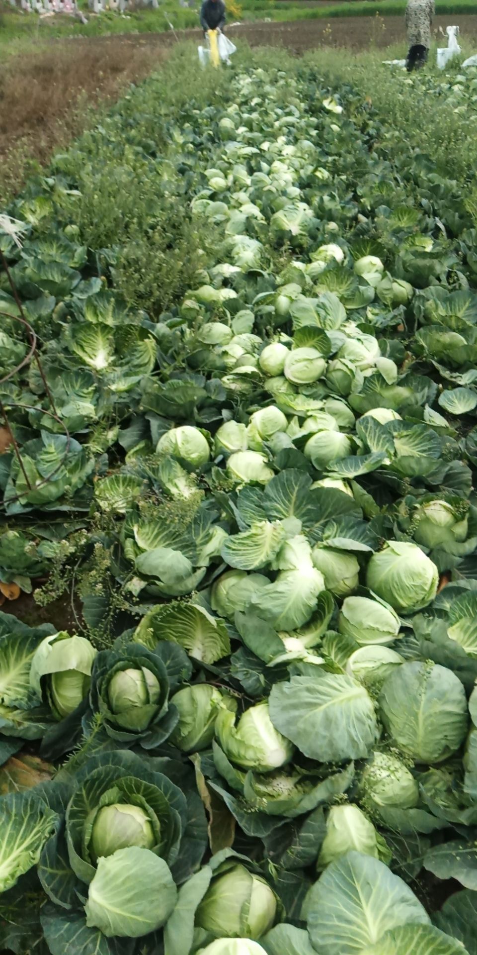 甘蓝包菜圆包菜大量上市了，产地直发，支持全国发货