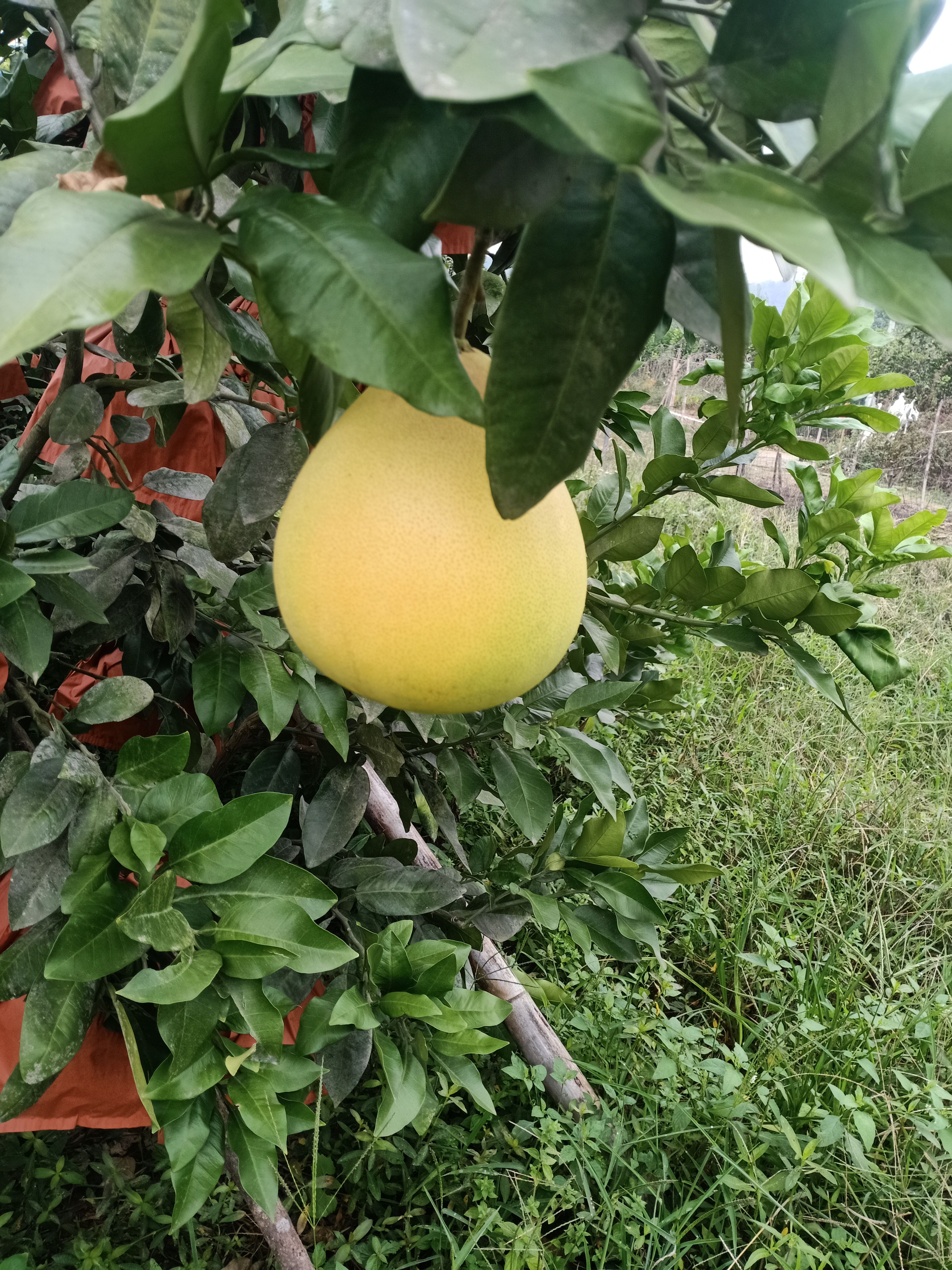 红心密柚，三红柚