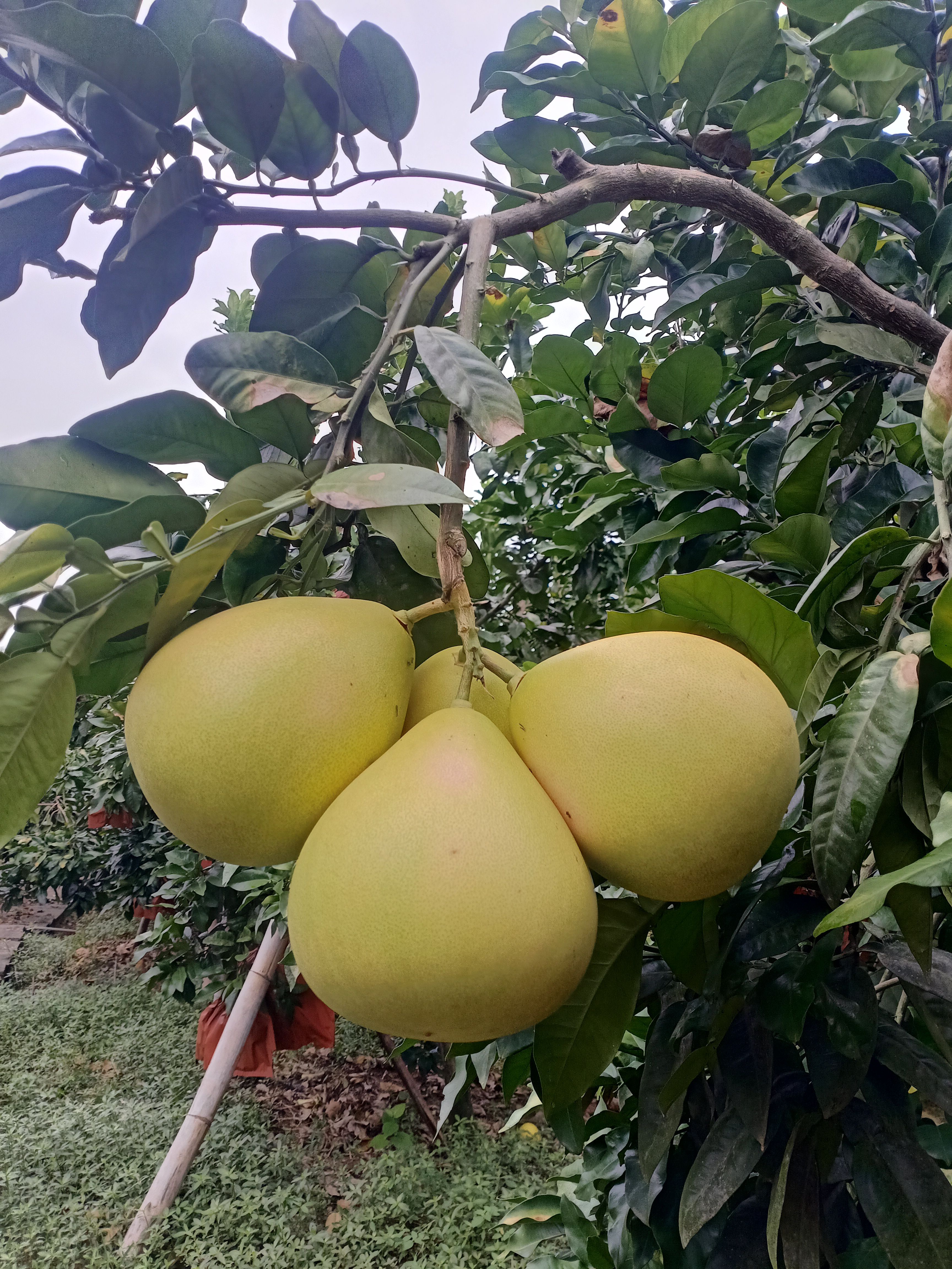 红心密柚，三红柚