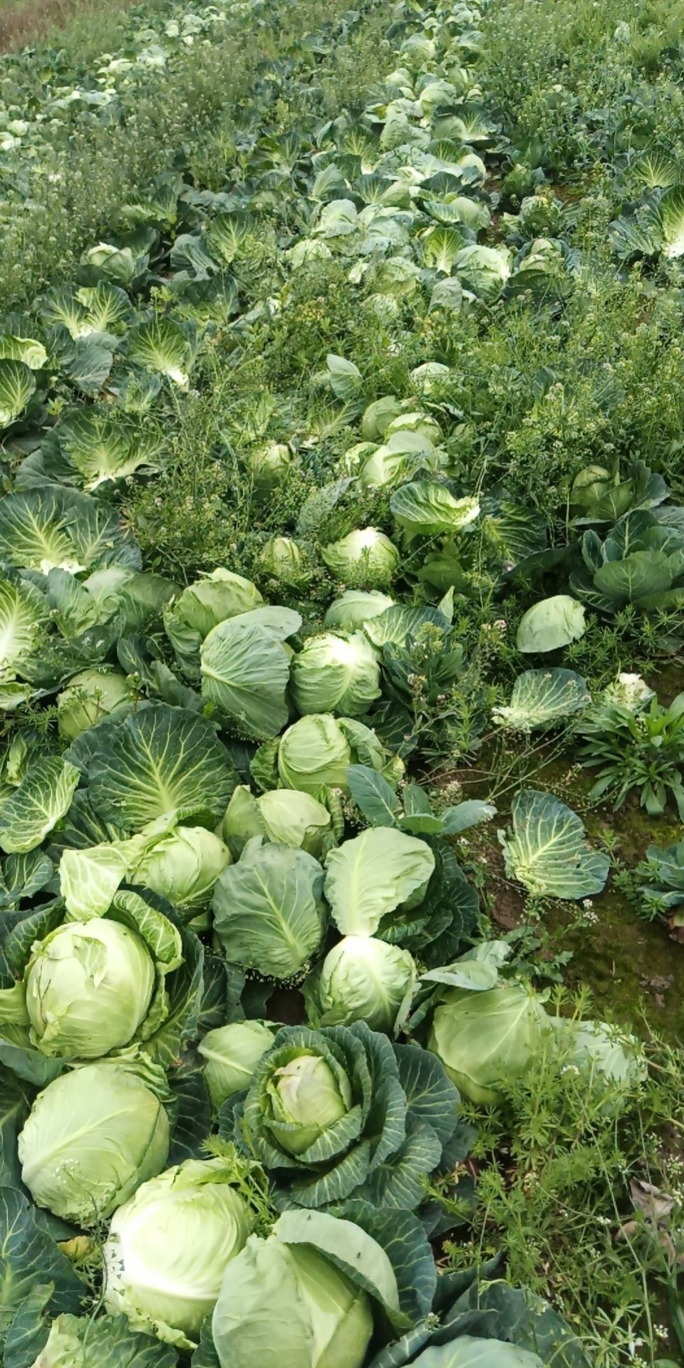 甘蓝包菜圆包菜大量上市了，产地直发，支持全国发货