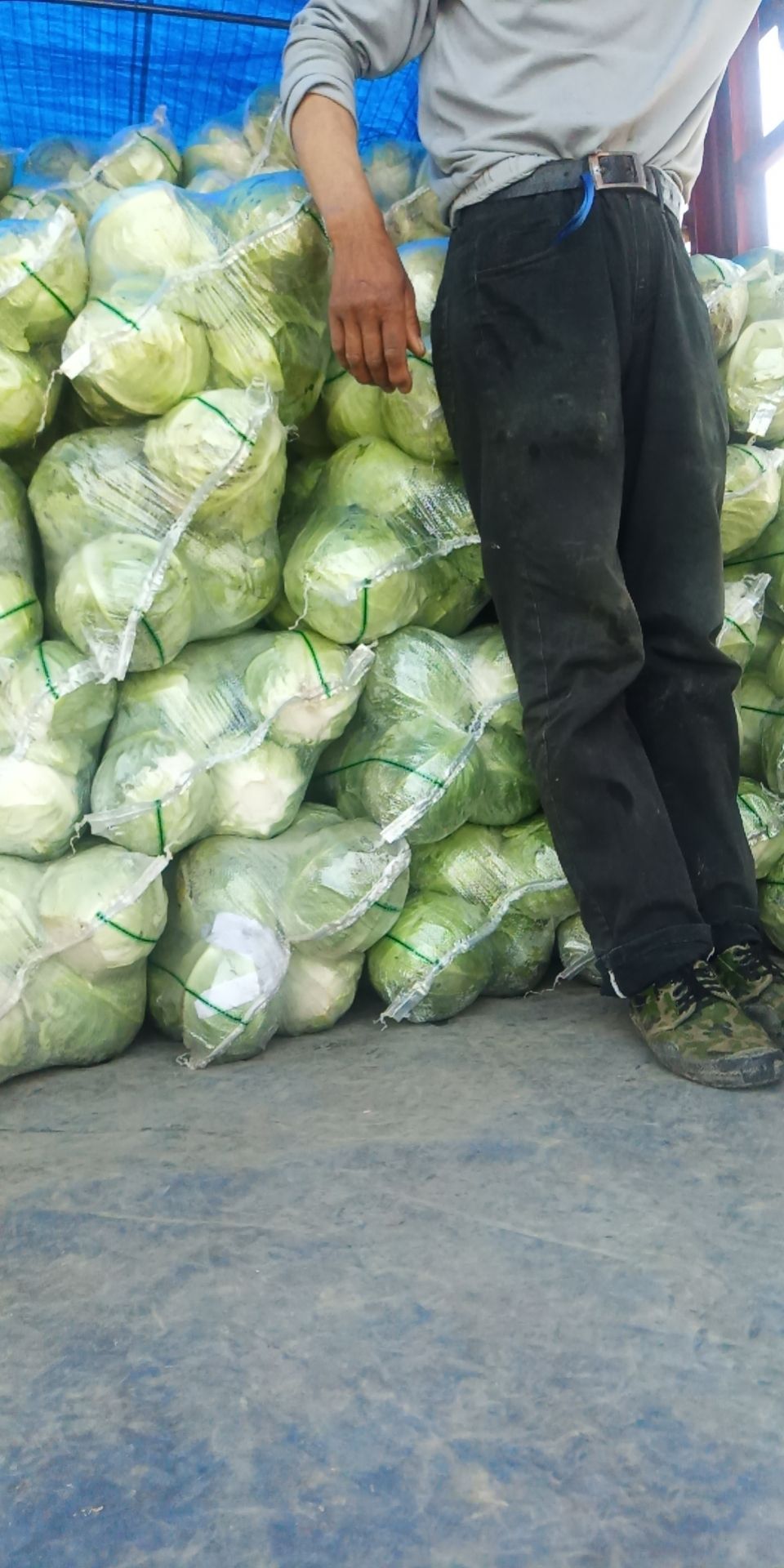 甘蓝包菜圆包菜大量上市了，产地直发，支持全国发货