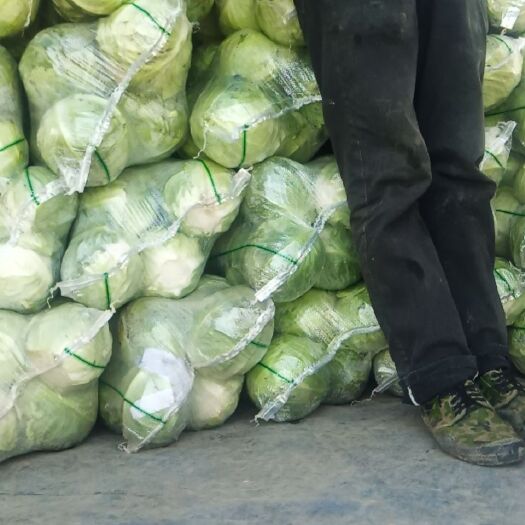 天门市甘蓝包菜圆包菜大量上市了，产地直发，支持全国发货