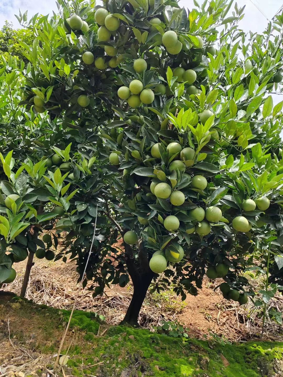 云南土特产   冰糖橙  口感好  汁多  开胃