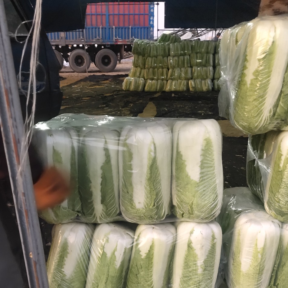 肥城市冬儲北京三號大白菜大量上市，原產地實力供貨
