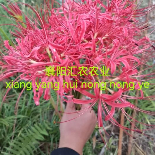 襄樊石蒜苗  石蒜 红花石蒜庭院绿化工程用苗