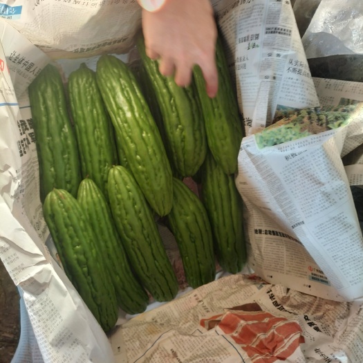 西宁油苦瓜