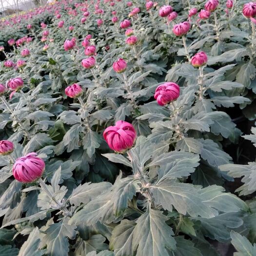 周至县九月菊