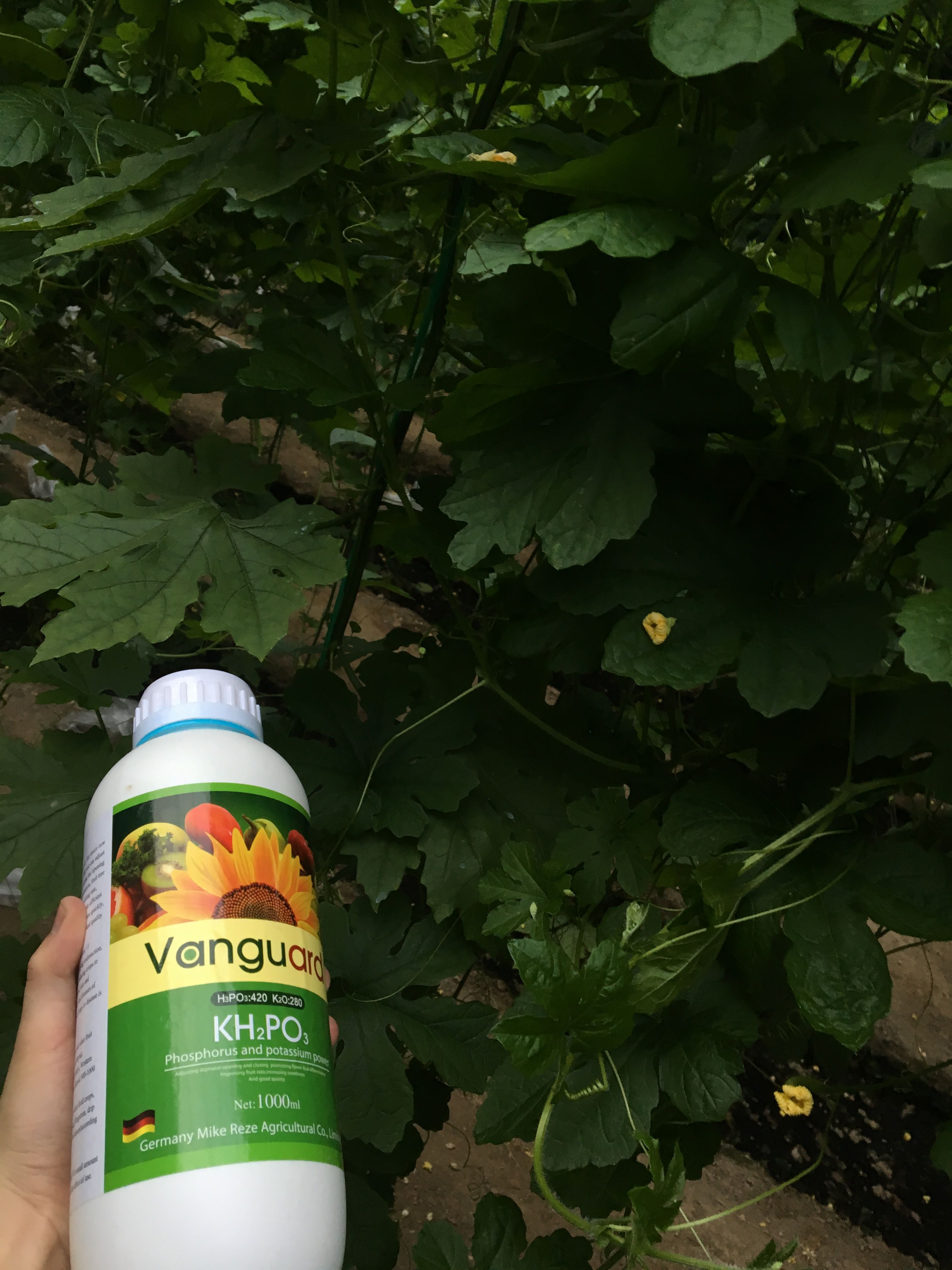 精选亚磷酸钾叶面肥水溶肥高磷高钾杀菌膨果增甜增产厂家批发