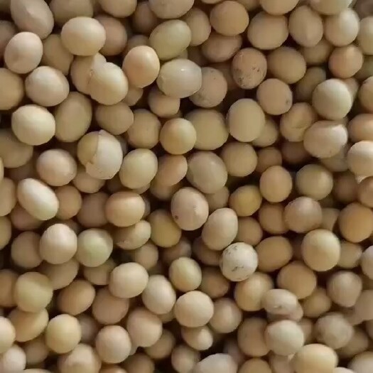 深圳大豆2.5万吨起订非转基因大豆
