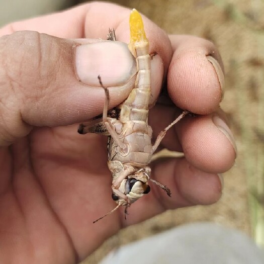 蝗虫批发，可发班车
