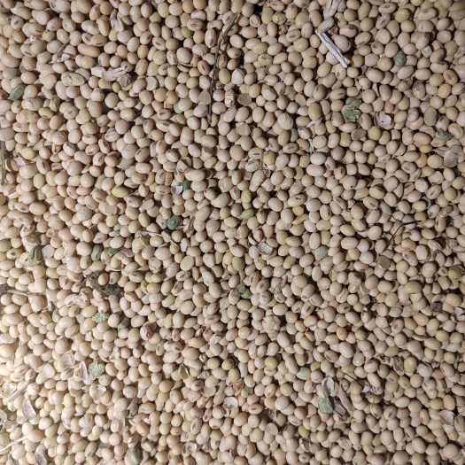 汝南县精品黄豆，大量供应