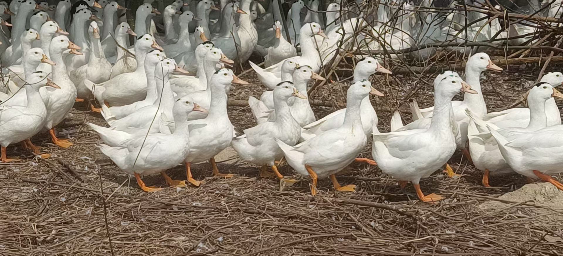 一点黑，干桐货，均重7.5斤