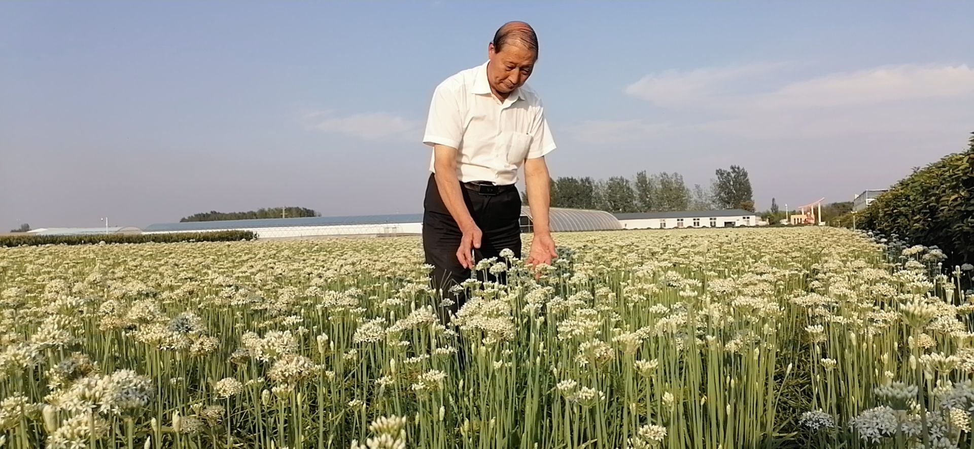 (高性价比）久星1号，不休眠品种，韭菜种子，可批发，量大从优