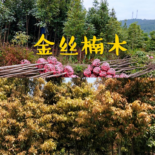 新宁县金丝楠木