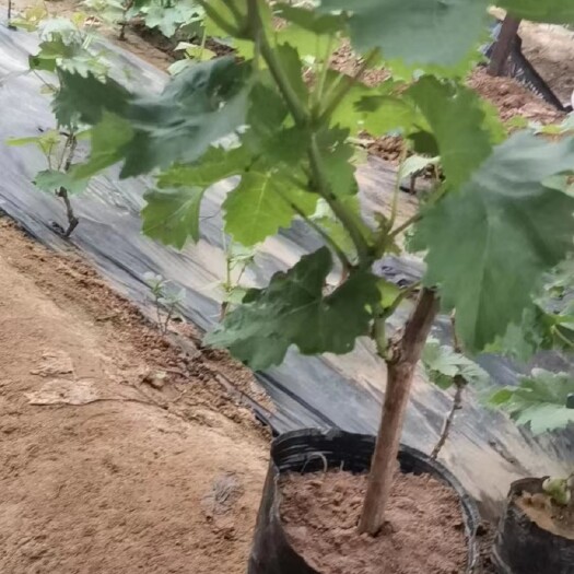 临沂阳光玫瑰葡萄树苗，1到5年苗，价格美丽，量大优惠