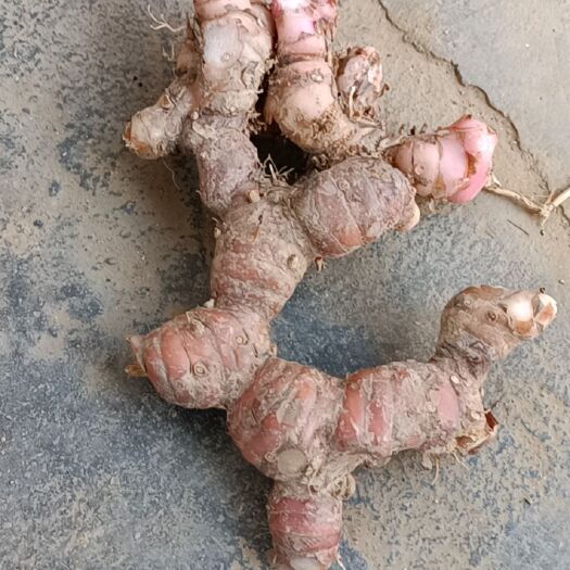 化州市精品南姜和南姜种苗有需要你就来