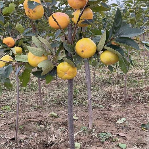 临沂柿子树，奶油柿子，脆甜柿子，牛心柿子，