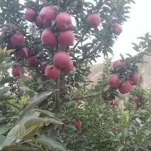 靖远县花牛