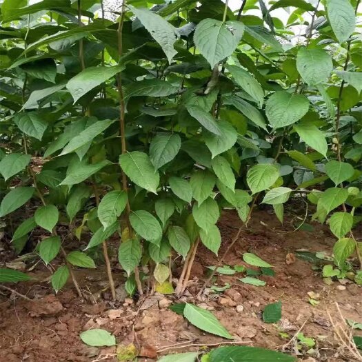 绛县杜仲苗 药用杜仲树苗 中药材杜仲苗 丝棉木中药材