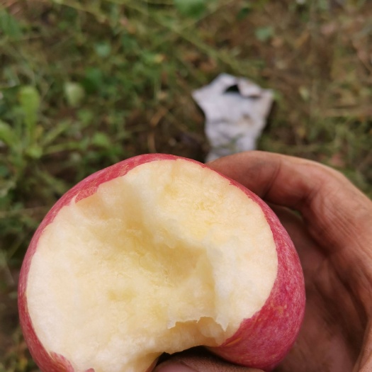 卢龙县寒富苹果 苹果基地代办韩富苹果，地头议价，条红黄瓤