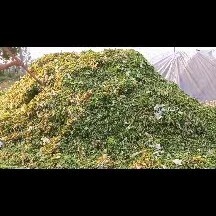 临泉县青储玉米秸秆