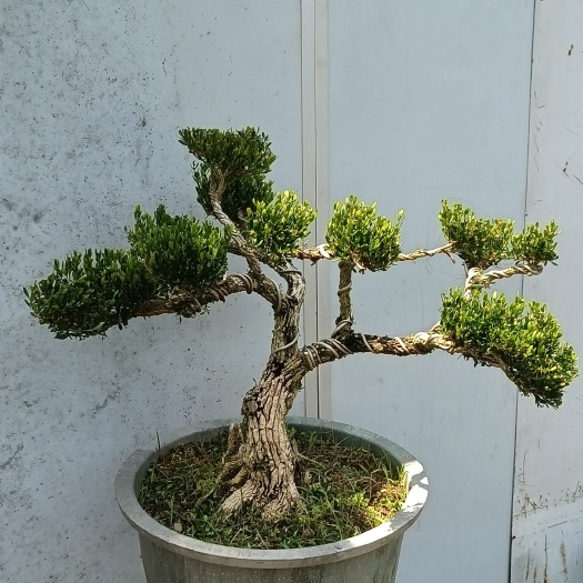 潮州雀舌黄杨盆景