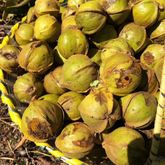 杭州山核桃手剥奶油味椒盐味水煮味