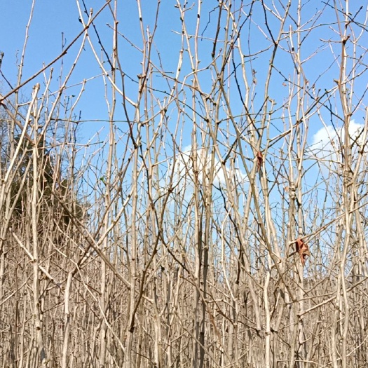 利川市白果苗