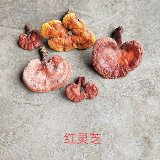 隆林县红灵芝