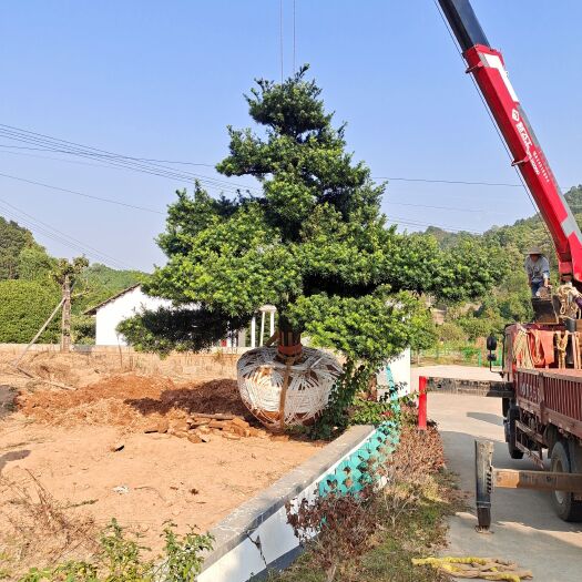 长沙精品造型罗汉松30公分
