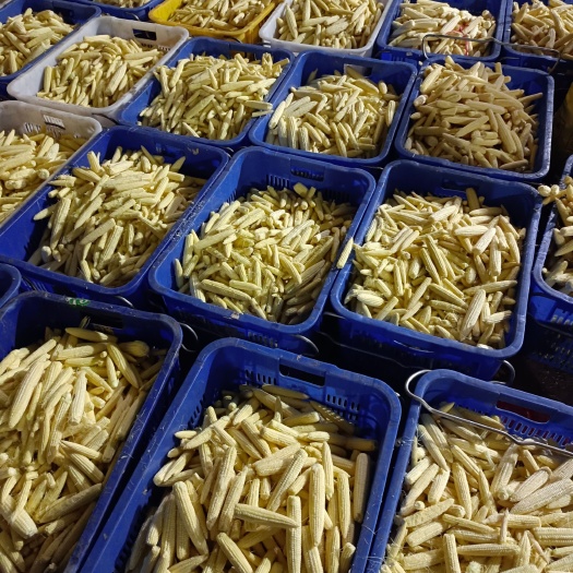横州市玉米笋