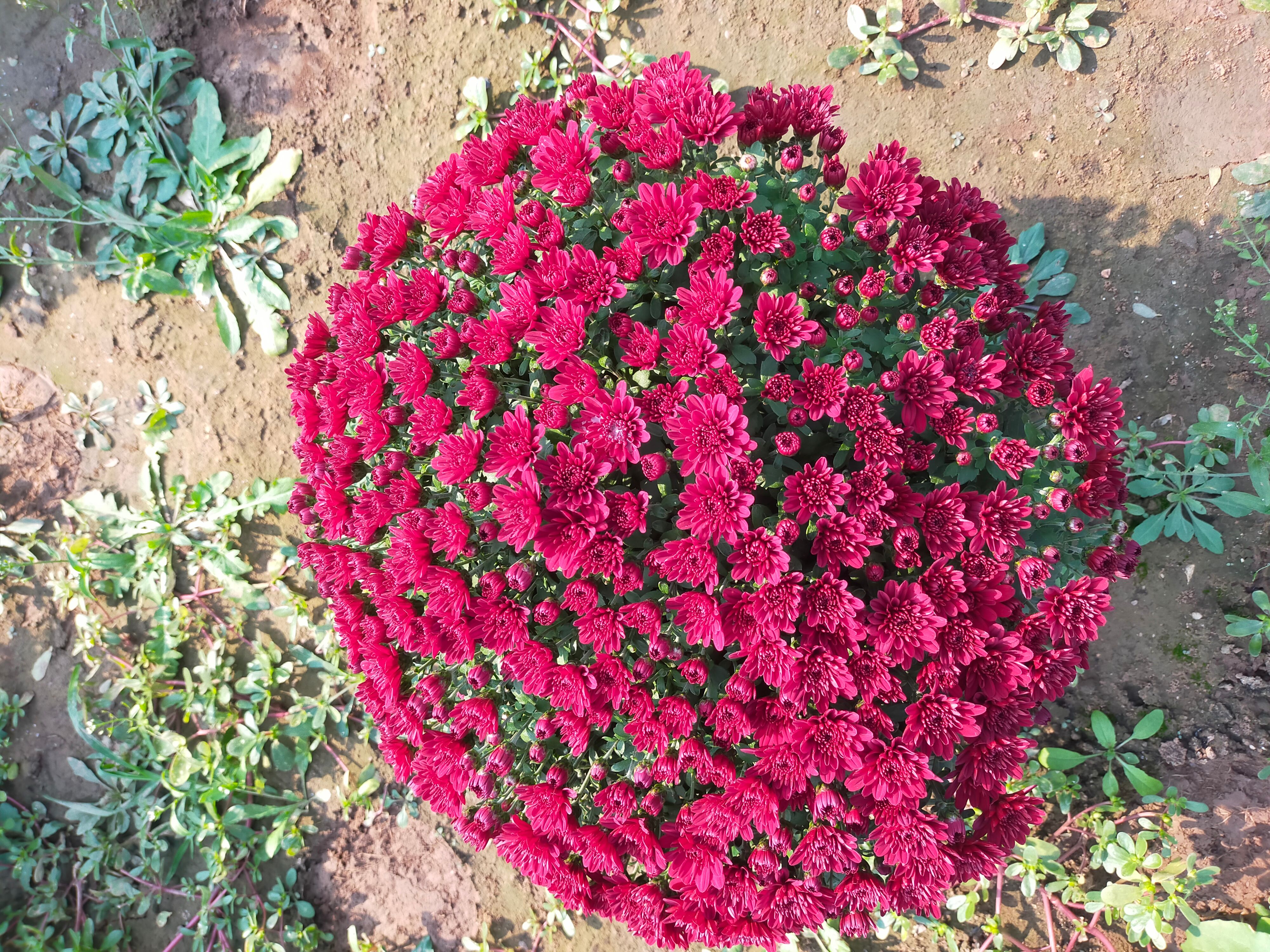 菊花