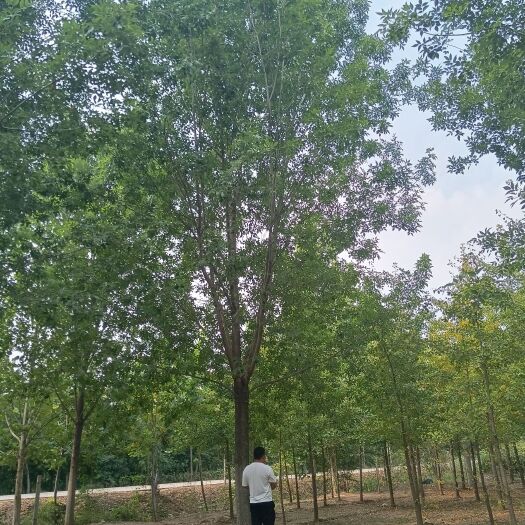 28公分白蜡，苗圃直供，一手货源，