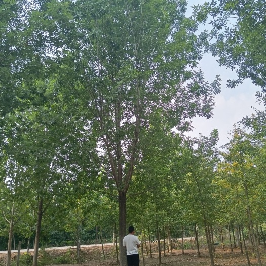 邳州市28公分白蜡，苗圃直供，一手货源，