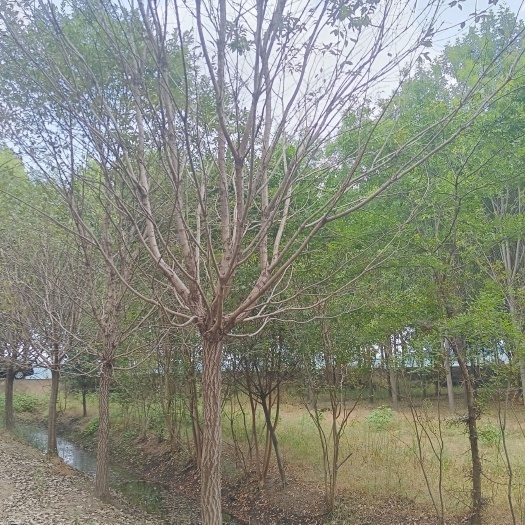 邳州市15公分流苏